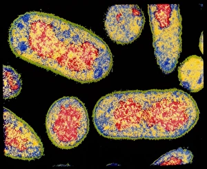 E Coli Bacteria Stampe: Coloured TEM of E. coli bacterium