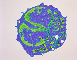 White Blood Cell Structure Stampe: Coloured TEM of a section through an eosinophil