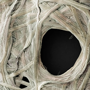 Madagascar Rainforest Wildlife Stampe: Comet Moth Cocoon Detail
