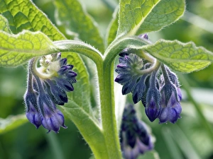 Comfrey Plant Stampe: Comfrey (Symphytum)
