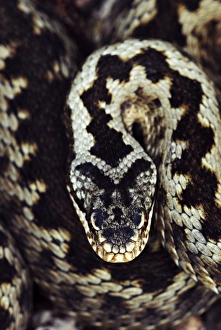 Common Adder Stampe: Common adder