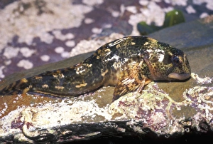 Marine Fish Species Stampe: Common blenny
