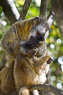 Rare Primate Species Stampe: Common brown lemurs