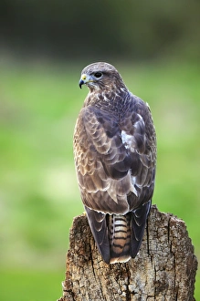 Woodland Birds UK Stampe: Common buzzard