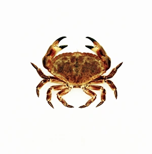 Stampe di Il granchio comune. Veduta in cima del granchio comune o di roccia (Cancer pagurus), noto anche come il granchio commestibile per la sua carne gustosa Immagini datate 2004 agosto: Granchio comune