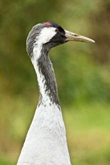 UK Nature Images Stampe: Common crane