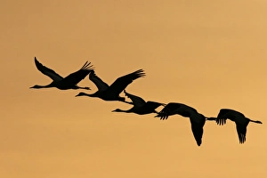 Common Crane Photography Stampe: Common cranes in flight