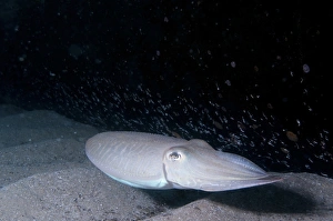 Stampe di La cuttentaglia comune (Sepia officinalis) La cuttentiglia è un mollusco marino carnivoro che vive sul fondo del mare e si nutre di notte da altri piccoli molluschi Immagini del 23 giugno 2011: Cuttocala comune di Sepia