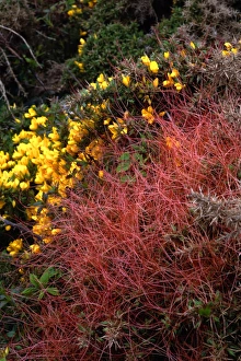 Stampe di La comune dodone (Cuscuta epithymum, rosso) e la comune ginepro (Ulex europaeus, giallo). La comune dodone è una pianta parasita che non contiene clorofilla Immagini datate 2008 gennaio: Dodone comune (Cuscuta epithymum)