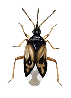 Stampe di Moto a fiori comune (Anthocoris nemorum). Questo piccolo predatore misura tra i 3,4 e i 4,1 mm. Si nutre di afidi, ragnetti rossi e altri insetti Immagini datate 2006 febbraio: Cicogliolo comune
