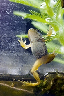 European Frogs Stampe: Common frog