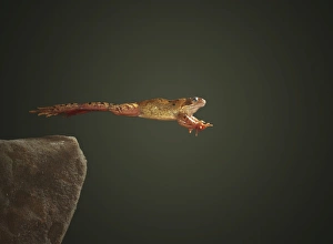 European Frogs Stampe: Common frog leaping
