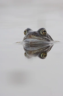 Stampe di Froga comune (Rana temporaria), spawnato nella piscina di un paesaggio alpino. Fotografata nel Parco Nazionale dei Cairngorms, Scozia, aprile Immagini del 18 dicembre 2006: Spuntamento comune di rano