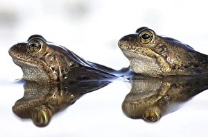 European Frog Species Stampe: Common frogs spawning