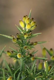Common Gorse Stampe: Common gorse buds