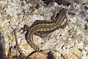 Zootoca Vivipara Stampe: Common lizard basking on a rock