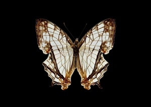 Tropical Butterfly Images Stampe: Common map butterfly