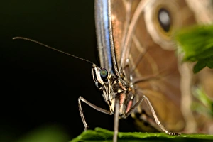 Tropical Butterfly Images Stampe: Common morpho butterfly
