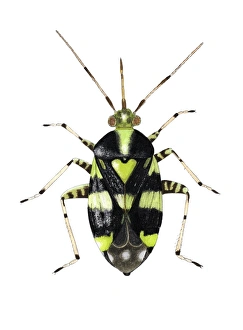 Stampe di La capsula del nettuno comune, insetto di Urtica triptulata, arte. Questa specie di bugia delle piante misura tra 3,8-5 mm lunghezza. Il suo colore striato è nero e verde o nero e giallo Immagini datate 2006 febbraio: Cappello di roncola comune insetto del capsule della rete