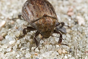 Insect Photography Poland Stampe: Common pill beetle