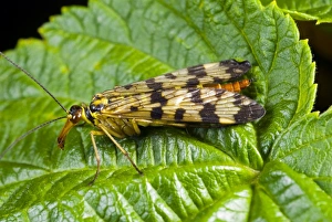 Poland Wildlife Photography Stampe: Common scorpionfly on a leaf