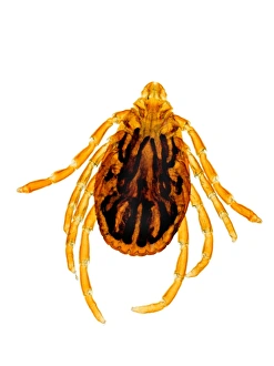 Ixodes Ricinus Stampe: Common sheep tick, light micrograph