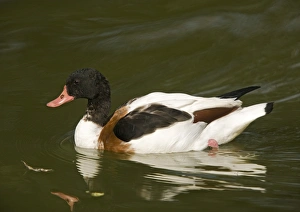 Birds In Autumn Stampe: Common shelduck
