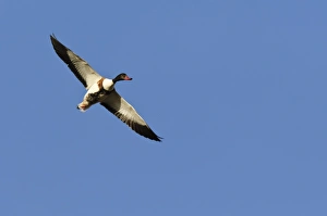 Wildfowl Photography UK Stampe: Common shelduck in flight