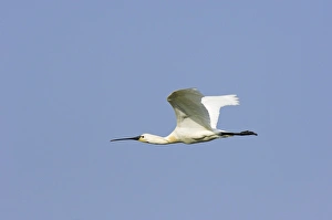 Spoonbill In Flight Stampe: Common spoonbill