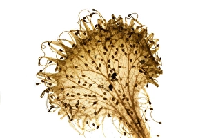 Carnivorous Plants Stampe: Common sundew, light micrograph