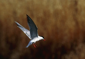 Marine Bird Species Stampe: Common tern flying