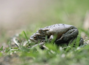 Stampe di La riproduzione dei rane comuni (Bufo bufo). Il maschio sale sulla schiena della femmina. Egli la terrà ferma per diversi giorni fino a quando non sarà pronta all'ovulazione Immagini datate 2007 gennaio: Ranocchini che si accoppiano