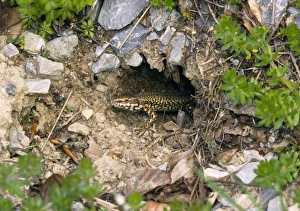 French Nature Photography Stampe: Common wall lizard