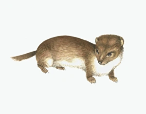 Mustela Nivalis Stampe: Common weasel, artwork