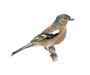 Chaffinch Bird Stampe: Common whitethroat, artwork