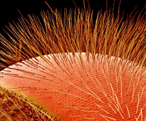 Coloured Scanning Electron Micrograph SEM Stampe: Compound eye of a bee, SEM