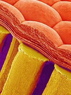 Immagini datate 2005 febbraio: Occhio composto di una farfalla, SEM