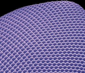 Compound Eye SEM Stampe: Compound eye, SEM