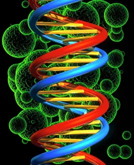 IL DNA Stampe: Artefatto informatico di un tronco del DNA beta e sfere