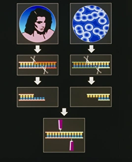 Deoxyribonucleic Acid (DNA) Stampe: Computer artwork of genetic engineering process