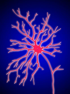 Nerve Impulse Transmission Stampe: Computer artwork of a multipolar nerve cell