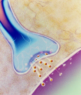 Nerve Synapse Stampe: Computer artwork of a nerve synapse