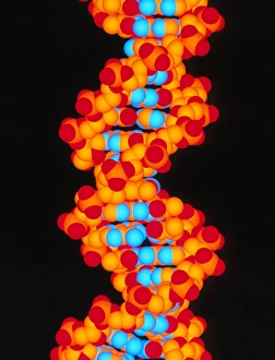 Double Helix Model Stampe: Computer artwork of a segment of beta DNA