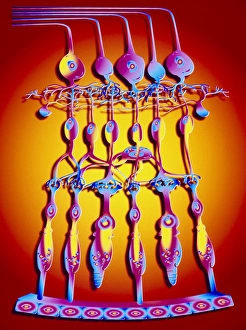 Stampe di La struttura della retina. Artwork informatico mostrando la struttura dell'occhio retina. La retina è uno strato sottile di tessuto interno all'occhio responsabile per il vedere Immagini datate 1995: Artefatto informatico della struttura del retino