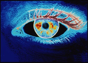 Human Eye Anatomy Stampe: Computer graphic of a human eye (negative-image)