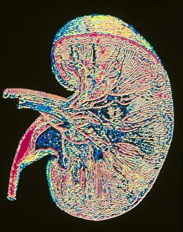 Human Kidney Anatomy Stampe: Computer graphic of section through human kidney