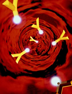 Stampe di Le immagini di grafica dei computer degli anticorpi che si muovono lungo un'arteria Immagini datate 1991: Grafica dei computer dell'immunoglobulina (IgG)