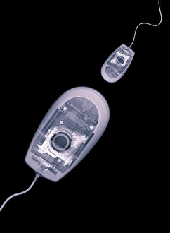 Diatom Micrograph Stampe: Computer mice, X-ray artwork