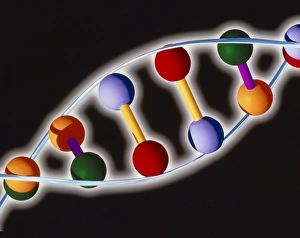 DNA Structure Stampe: Computer representation of DNA with base pairs