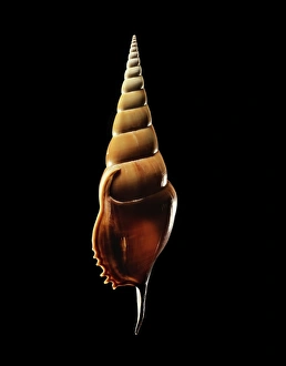 Marine Gastropod Mollusc Stampe: Conch shell C019 / 1358